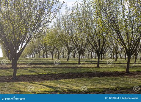 Willamette Valley Hazelnut Orchard Near Salem Oregon Stock Photo