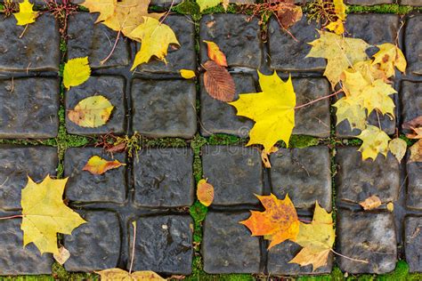 Autumn Maple Leaves On The Paving Stones Stock Photo Image Of Natural