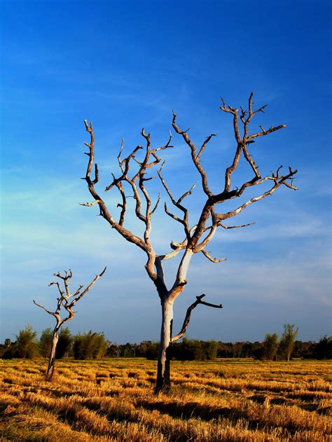 Dead Tree Background Free Stock Photo Public Domain Pictures