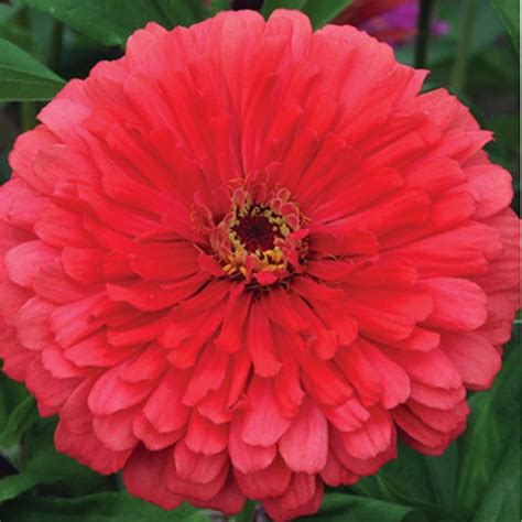 Herb & tea kits, weekly specials, eager to grow bulbs Flowers That Attract Bees to Your Vegetable Garden ...