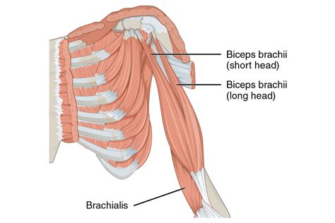 This is not the case. 13 Best Bicep Exercises for Men | Man of Many