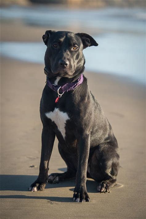 Check spelling or type a new query. Sidney the Belgian Malinois Mix