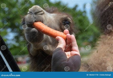 Feeding A Baby Camel By Carrot From A Car In A Car Safari Park Stock