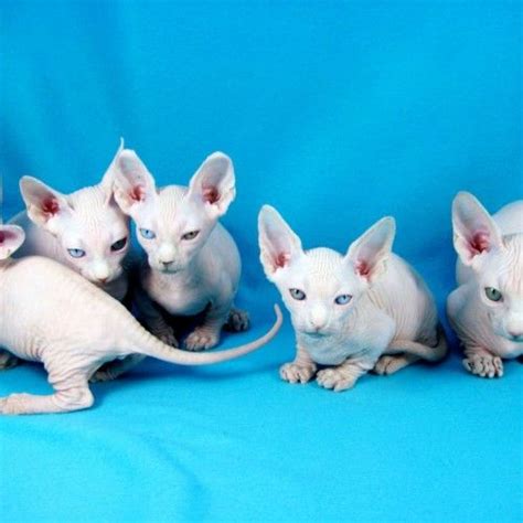 Munchkin cats had humble beginnings in louisiana, usa. Awesome Photos Of Minskin Cat Pictures | Cute cats, Crazy ...