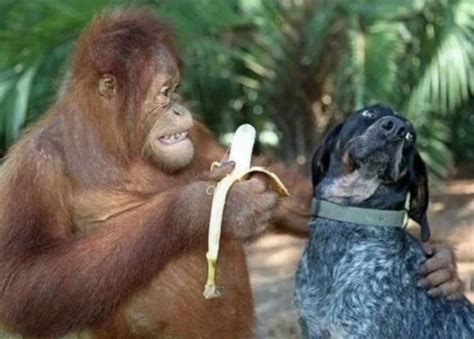 Orangutan And Dog Become Best Friends At A Wildlife Refuge
