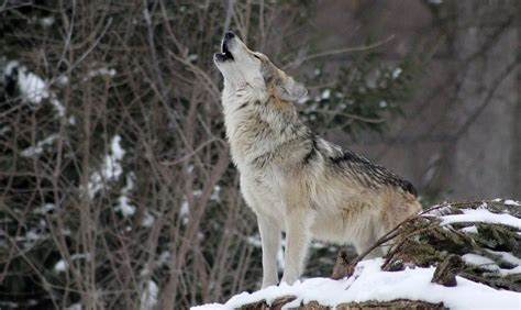 15 Badass Facts About The Gray Wolf You Need To Know Animalstart