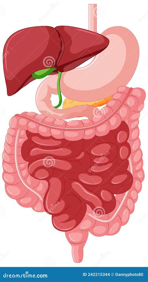 Gastrointestinal Tract Anatomy For Education Stock Vector