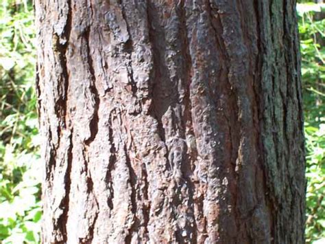 Le Pin Sylvestre Pinus Sylvestris