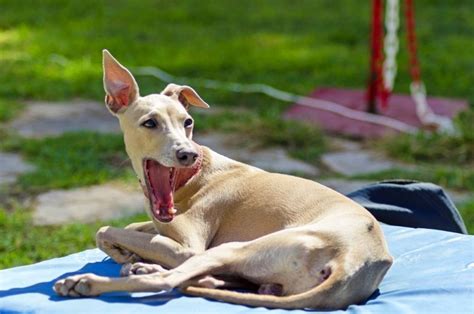 How To Put Weight On A Skinny Dog - Little Dog Tips