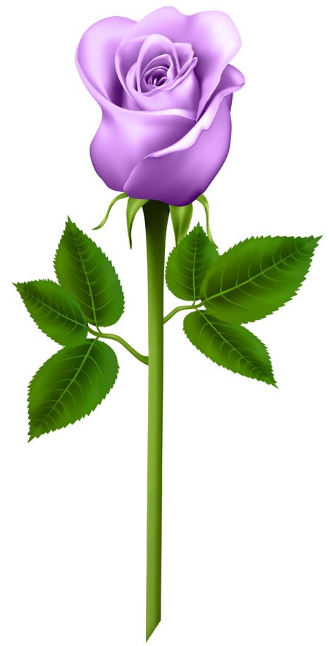 Purple Rose Transparent Png Clip Art Flower Clipart Rose Flower My