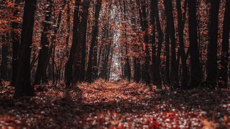 Download Wallpaper 2048x1152 Forest Trees Path Autumn Nature