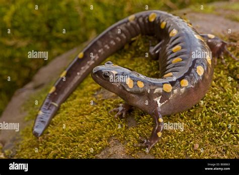 Spotted Salamander Ambystoma Maculatum New York Usa In Early Spring