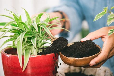 8 creative ways to upcycle used coffee grounds coffee is one of the most popular drinks in the world: 6 unexpected ways to use coffee besides drinking | QuizzClub