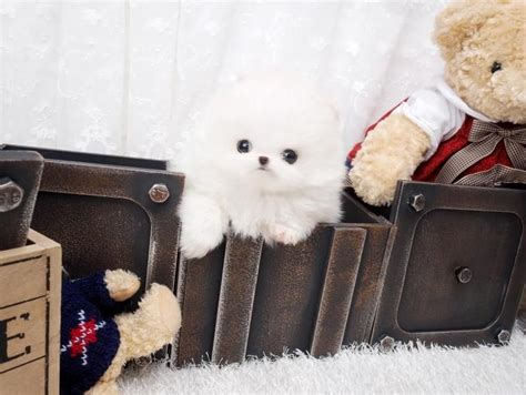 We have gorgeous, micro and teacup puppies for sale now. Pomeranian Puppies For Sale | Greensboro, NC #135912