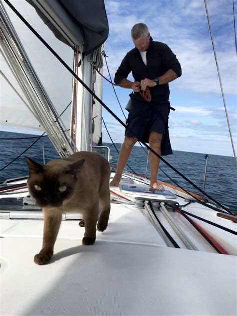 Cat Sails The Waters Of The Caribbean Since She Was A Kitten Metro News