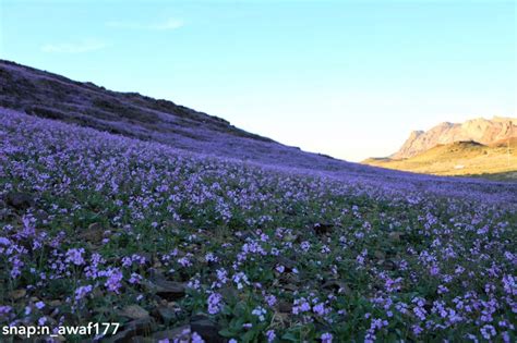 Desert Turns Purple After Impressive Desert Bloom In Arid Saudi Arabia