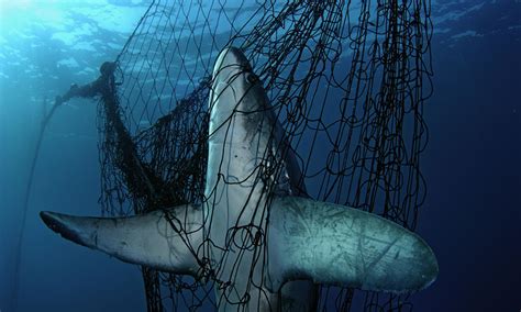 Wild Caught Seafood Industries Wwf