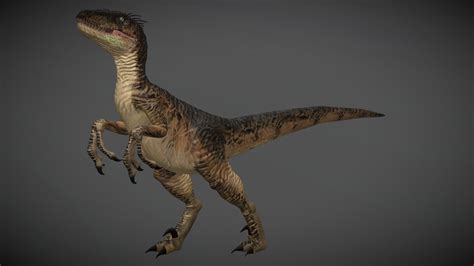 Velociraptor 3d Model By Jaimeboillot E16f04f Sketchfab