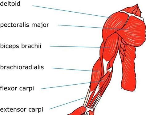 Diagram Of The Muscles In The Forearm Muscle Groups Of The Lower Arm