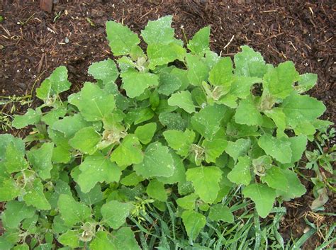 From Seed To Scrumptious Edible Weeds Lambs Quarter