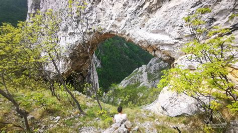 În împărăția Narciselor Poiana Cu Narcise De La Tecșești și Piatra