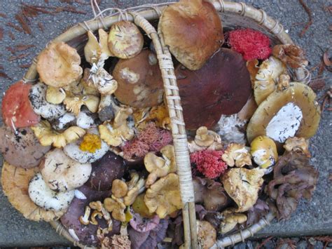 Beautiful Basket Of Mushrooms Mendonoma Sightings