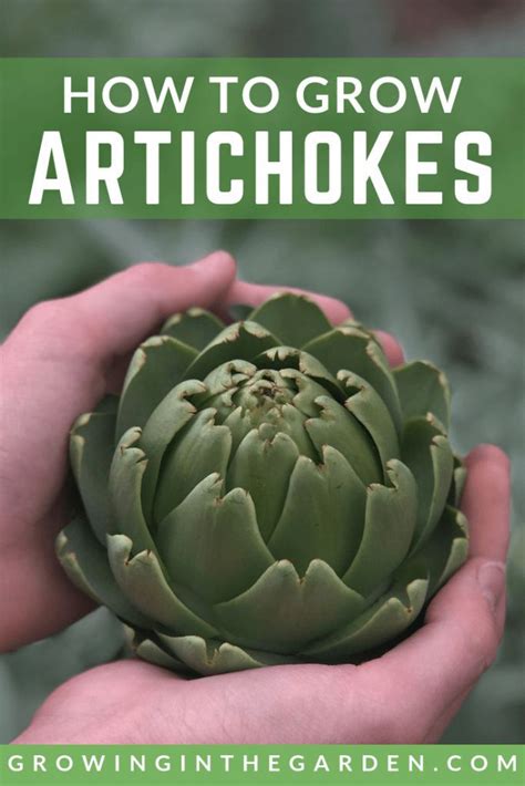 How To Grow Artichokes 5 Tips For Growing Artichokes Gardening