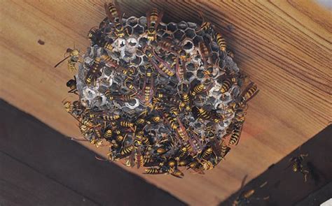 View houses for rent in aiken, sc. How To Identify Yellow Jackets | Yellow Jacket FAQs