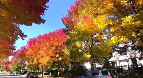 Video One Fall Foliage Spot In Metro Vancouver You Need To See