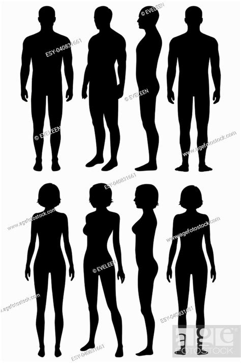 Human Body Anatomy Front Back Side View Vector Woman And Man