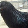 Black Sumatra Chicken Baby Chicks For Sale Cackle Hatchery