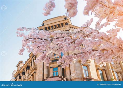 Bloeiende Sakura Boom En Oude Architectuur Stock Foto Image Of
