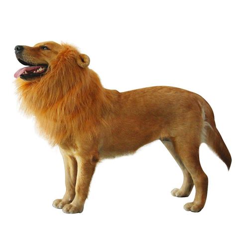 Lion researcher bruce patterson from the field museum of natural history in chicago has made answering these kinds of questions his life's work. Lion Mane For Dog Christmas Gift Pet Lion Wig Costume Soft ...