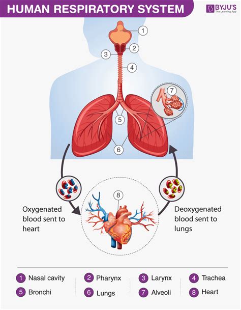 Simple Labeled Human Respiratory System Diagram Greeneyesstyle