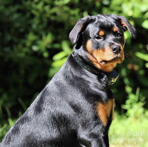 Portrait Of A Rottweiler Photograph By Sandra Huston Pixels