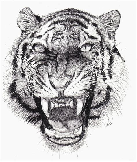 How To Draw A Tiger Roaring Step By Step