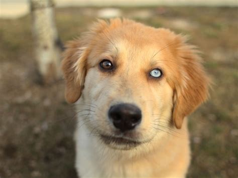 If you are looking to adopt or buy a labrador take a look here! Golden Retriever Husky Mix Puppies For Sale - www ...
