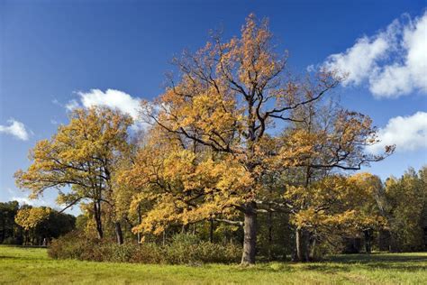 Beautiful Oak Trees In Autumn Sunny Day Stock Photo Image Of Trees