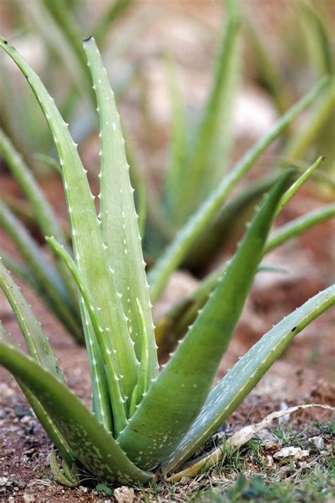 Are there any interactions with medications? Aloe Vera Plants: Our Best Tips for Growing & Care ...