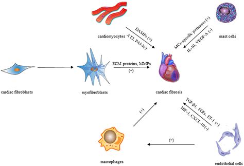 Frontiers Cardiac Fibrosis Cellular Effectors Molecular Pathways
