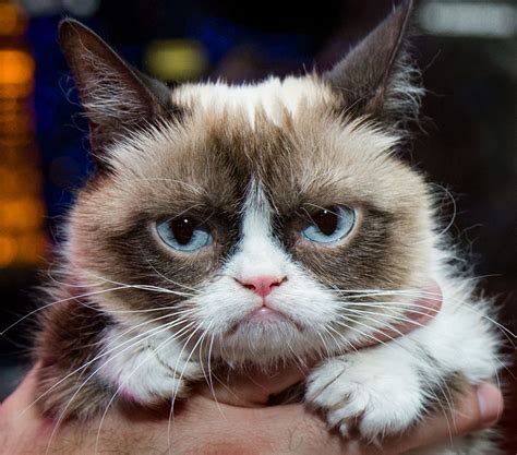 World Famous Grumpy Cat
