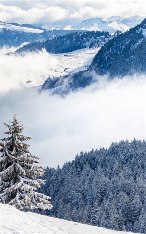 Download 800x1280 Spruce Snow Winter Hills Trees Mountains