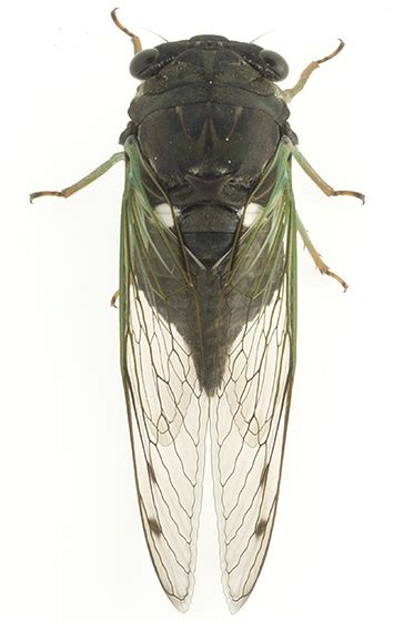 Southern Swamp Cicada Neotibicen Tibicen Bugguidenet