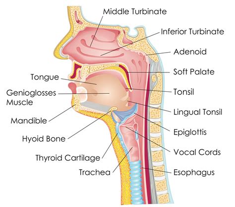 Anatomy Of The Throat Best Ear Nose Throat Ent Doctor Nyc Michael Burnett Md