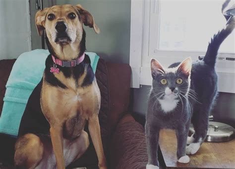 Unconditional Love Dog And Cat That Are Best Friends Melt Hearts Online