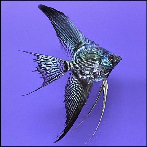 22 Types Of Angelfish Color Variations Angel Fish Fish Aquarium Fish