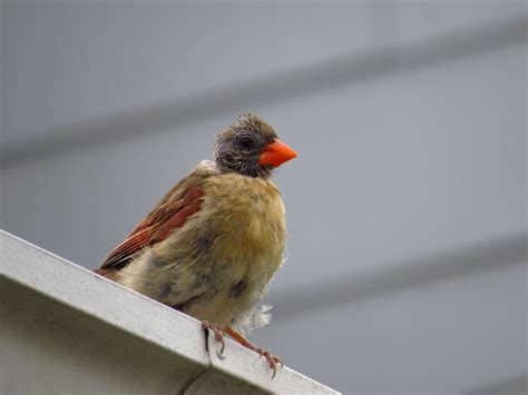 Found A Molting Cardinal Today Birding
