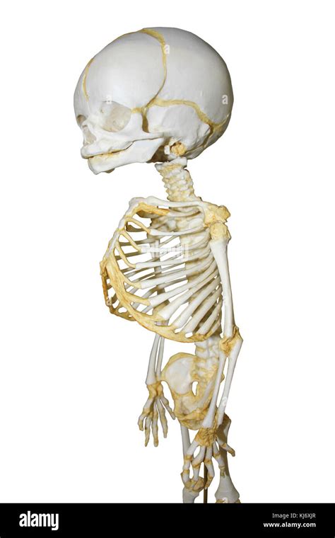 Sculpture Art And Collectibles Art Objects Praying Baby Fetal Skeleton