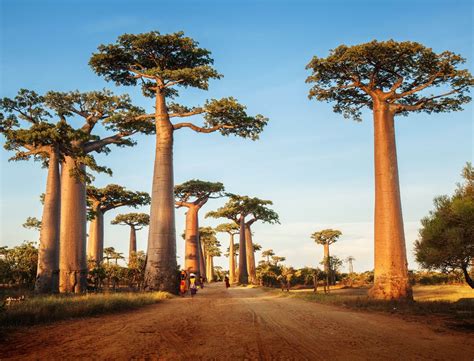 The flowers only bloom for a short time, dropping to the. Baobab, Source of Senegal Life | Baobab Fruit Company Senegal