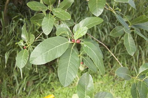 Ficus Aculeata Sandpaper Fig — Territory Native Plants